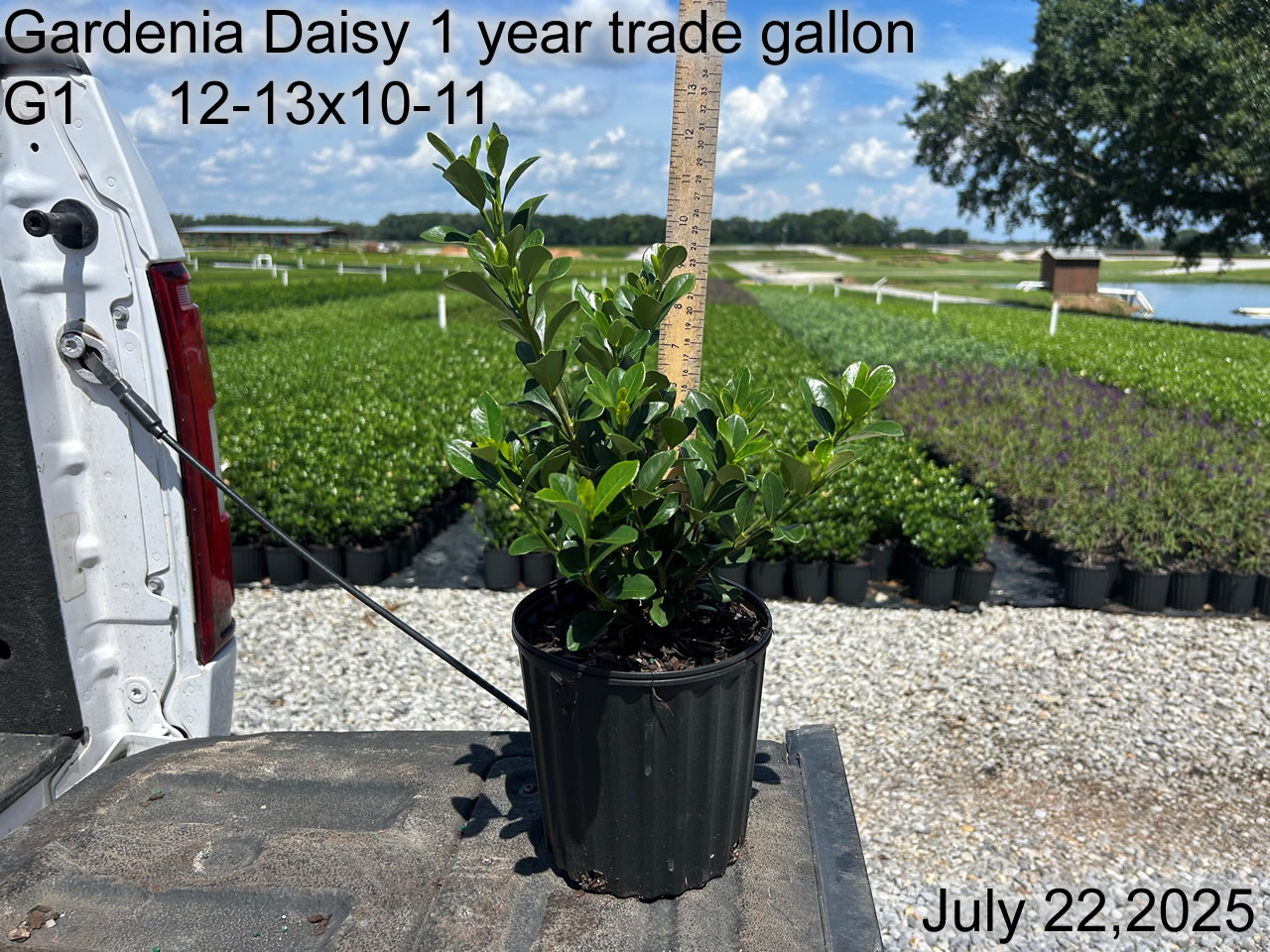 gallery/gdai1yt g1 july25.jpg